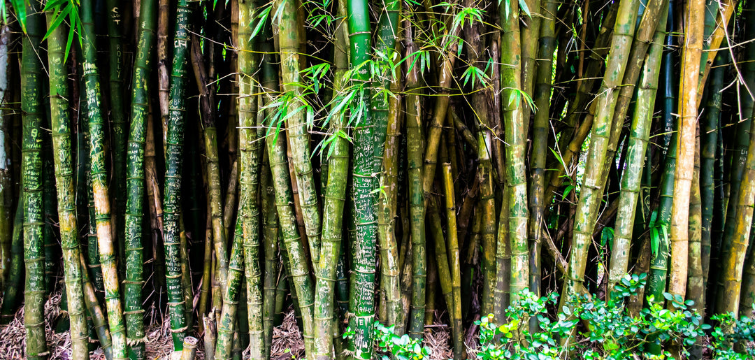 Why We Chose Bamboo Fabric for Avra